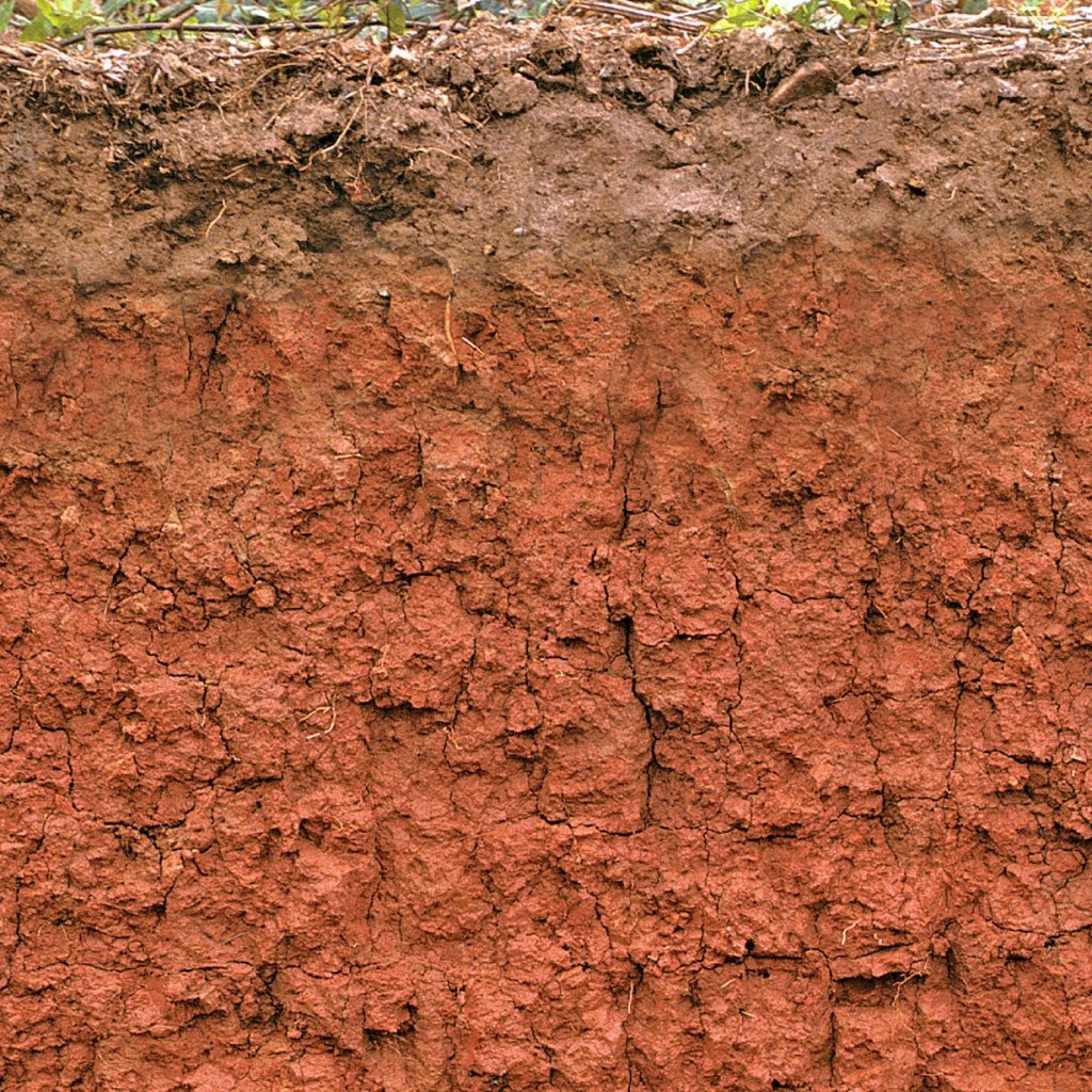 A soil profile